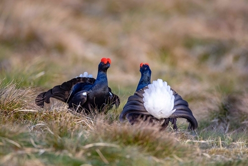 Blackgrouse Cocks At Lek C .Emily Graham Media Blackgrouse Cocks At Lek C .Emily Graham Media