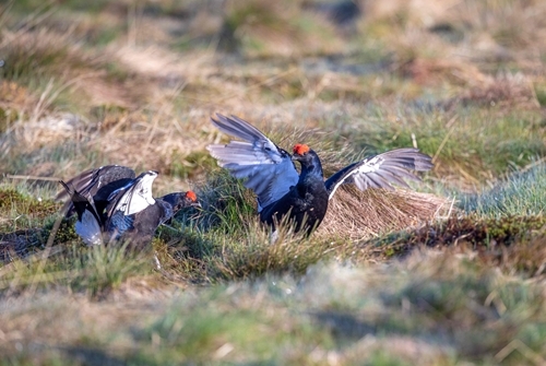 Blackgrouse Cocks At Lek 2 C .Emily Graham Media Blackgrouse Cocks At Lek 2 C .Emily Graham Media