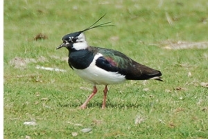 Lapwingpage