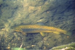 Brown trout