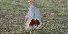 Grey partridge