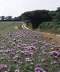 Phacelia habitat
