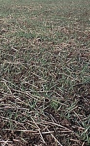 Winter wheat after tillage