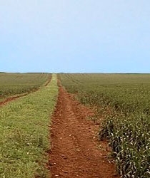 Beetle bank in winter