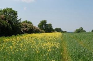 Conservation headland