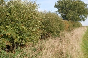 Hedgerow