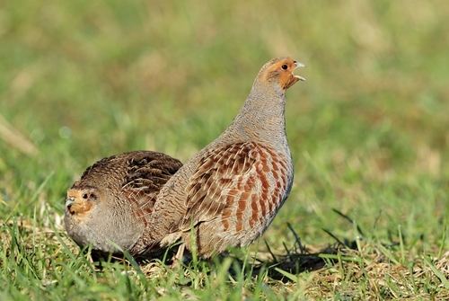 Grey Partridge Pair www.lauriecampbell.com