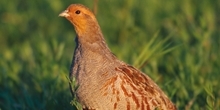 Grey partridge releasing guidelines