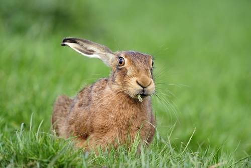 Brown Hare Eating www.lauriecampbell.com