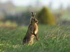 Focusing on Hares