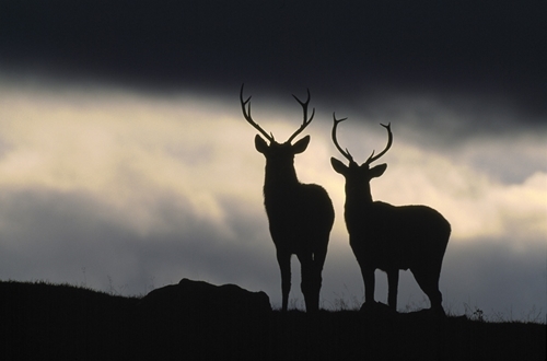 Red Deer www.lauriecampbell.com