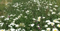 Wildflower mixtures