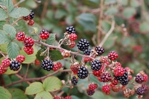 Blackberries