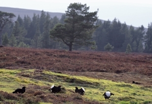 Black grouse lek (www.lauriecampbell.com)