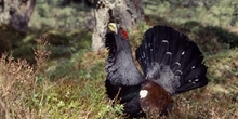 Capercaillie