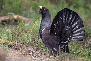 Capercaillie (www.lauriecampbell.com)