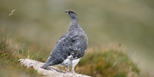 Ptarmigan