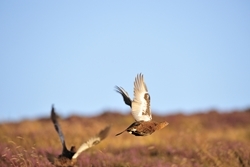 Red grouse (www.lauriecampbell.com)