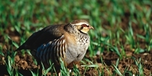 Red-legged partridge