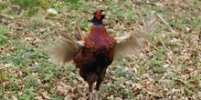 Common pheasant