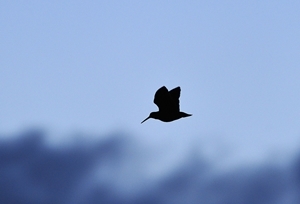 Woodcock (www.lauriecampbell.com)