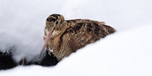 Woodcock