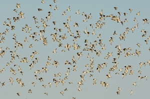 Golden plover flock