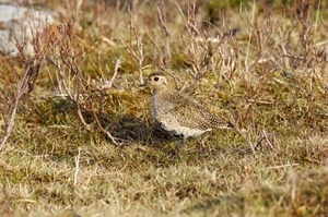 Golden plover (www.lauriecampbell.com)