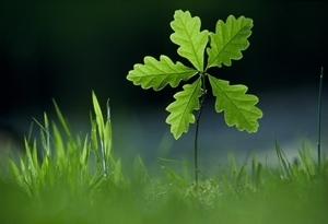 Sessile oak (www.lauriecampbell.com)