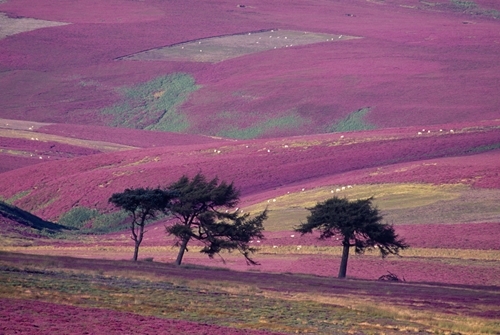 Lammermuir Hills And Sheep www.lauriecampbell.com