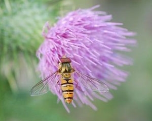 Hoverfly