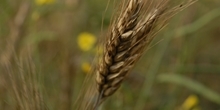 Floral diversity in cereals
