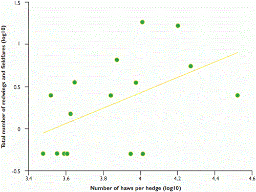 Abundance of redwings and fieldfares in relation to number (mean) of haws in 16 hedges over the winter Abundance of redwings and fieldfares in relation to number (mean) of haws in 16 hedges over the winter