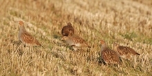 Grey partridge