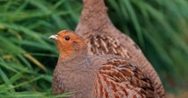 Grey partridge