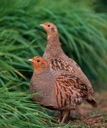 Grey partridges