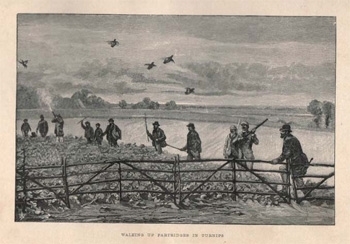 Walking up partridges in turnips