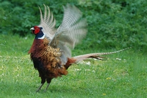 Pheasant displaying