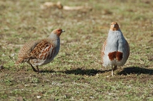 Grey partridge pair