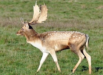 Fallow deer photo
