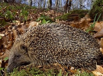 Hedgehog photo