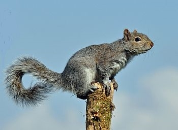 Grey squirrel photo