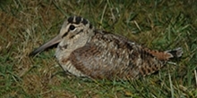Woodcock