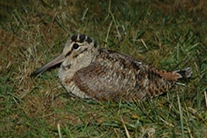 Woodcock