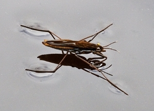 Pond skater