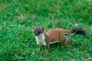 Stoat
