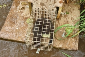 Mink in trap
