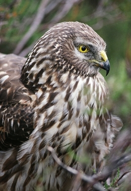 Hen Harrier1 www.lauriecampbell.com