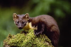 Pine marten (www.lauriecampbell.com)