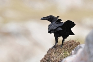 Raven (Credit: Laurie Campbell)